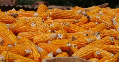 récolte de mais à Kolokani