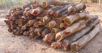 Tas de bois dans la zone de Bougouni